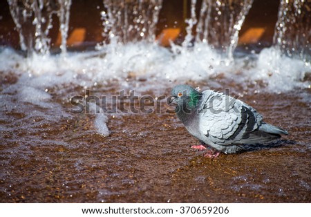 City pigeon taking bath in fountain