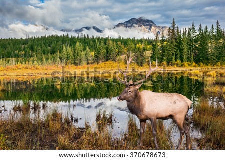  Jasper National Park in the Rocky Mountains. Proud deer antlered stands on the banks of the pretty lake. The lake reflects multi-colored autumn woods and mountains Royalty-Free Stock Photo #370678673