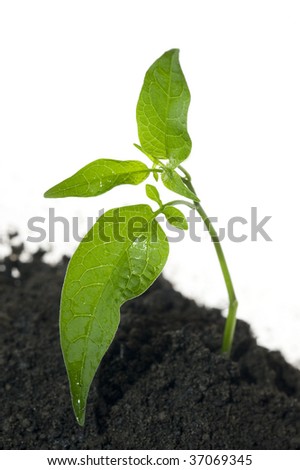 Seedling isolated on white.Nature object