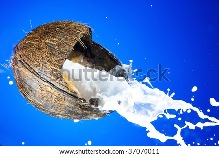 Coco with splashing milk. Blue background