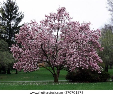 Full magnolia tree in bloom