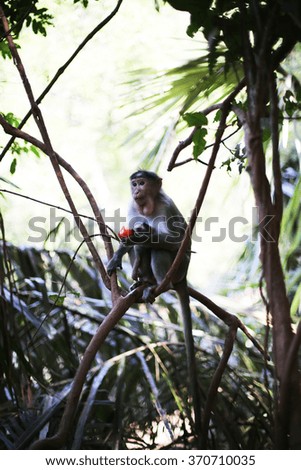 monkey with a baby sitting on a branch in the jungle