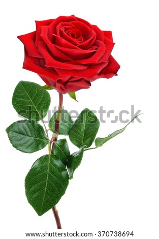 Fully blossomed, perfect red rose with stem and leaves, studio isolated on pure white background