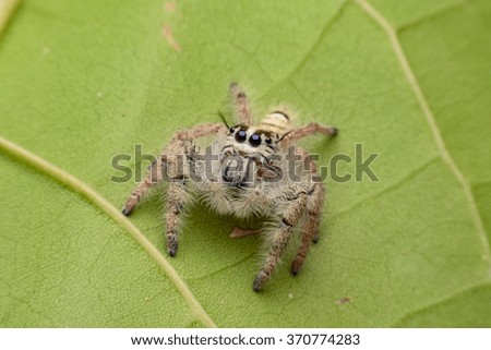Jumping spider Hyllus