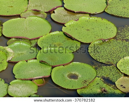 
Victoria is a genus of water-lilies, in the plant family Nymphaeaceae, Amazona Brazil

