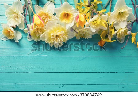 Border from fresh  spring yellow narcissus, tulips  flowers  on green painted wooden planks. Selective focus. Place for text. Toned image.
