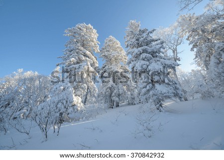 Trees in the snow, Sakhalin Island, Russia.