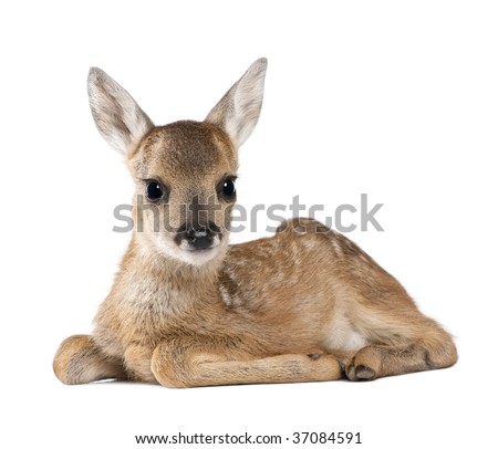 Portrait of Roe Deer Fawn, Capreolus capreolus, 15 days old, sitting against white background, studio shot Royalty-Free Stock Photo #37084591