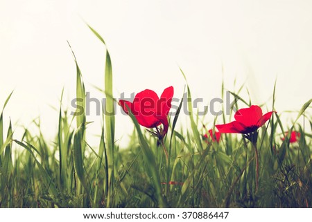low angle photo of red poppies against sky with light burst. vintage filtered