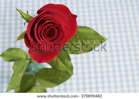 Red rose of one wheel