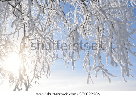 White snowcovered tree branches over clear blue sky