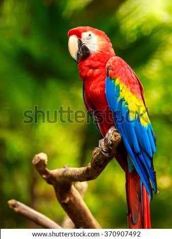 Portrait of colorful Scarlet Macaw parrot against jungle background Royalty-Free Stock Photo #370907492