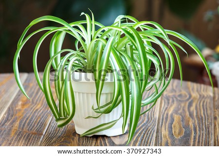 Chlorophytum in white flowerpot on wooden background . Ornamental plants in pot /Variegatum,comosum. Spider Plant Royalty-Free Stock Photo #370927343