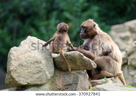 Gelada monkey mother with child