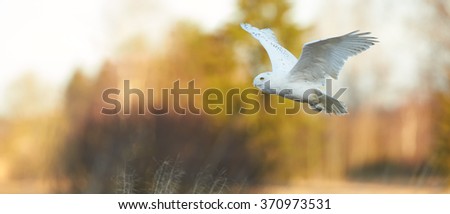 Beautiful Snowy owl Bubo scandiacus, famous white owl with black spots and bright yellow eyes flying in winter countryside lit by evening sun, panoramatic photo, warm colors, blurred background.