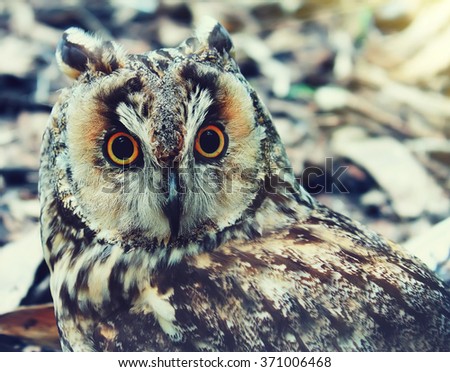 Owl with orange eys on natural background. Vintage style colored picture