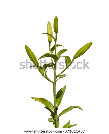 The branch of  lilies Oriental class (Lilium LA-Hybrids) with buds  on a white background isolated Royalty-Free Stock Photo #371011457