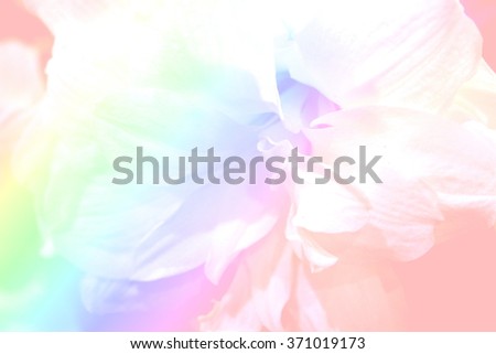 flower in blur sweet color background