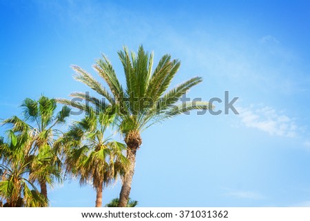 tropical palm trees  on blue summer sky, retro toned