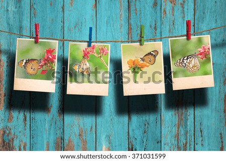 Butterfly photo hanging on clothesline on wood background.