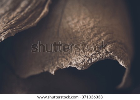 close-up dried rose monochrome