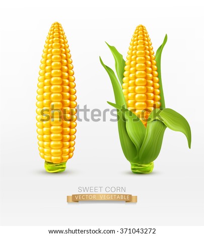 Vector two corn on the cob with leaves. design element Royalty-Free Stock Photo #371043272