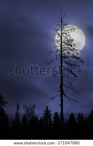 Silhouette of dry bare tree on dark purple sky with full moon