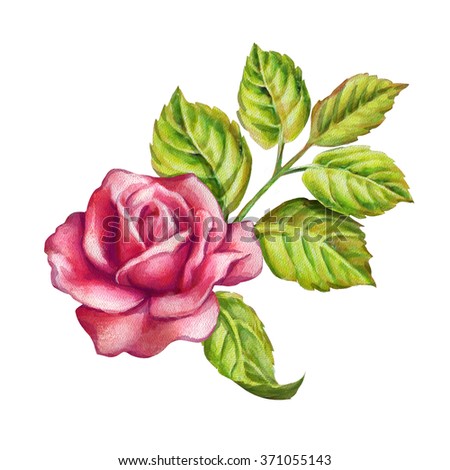 fresh pink rose and green leaves, watercolor flower illustration, floral design element isolated on white background