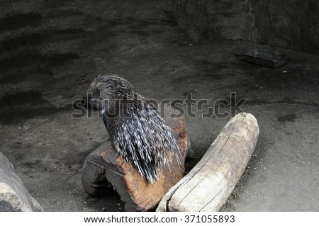 Indian crested porcupine 