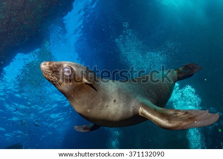 Puppy sea lion seal coming to you to have fun and play