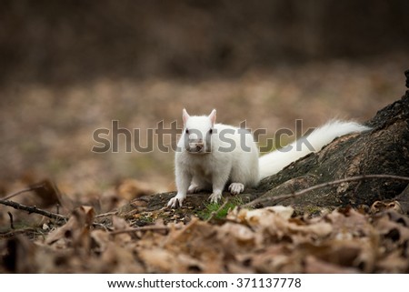 An albino gray squirrel in winter at the city park in Olney, Illinois. The city is known for its population of white squirrels.