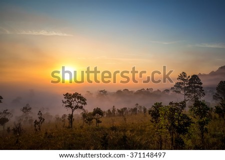 photographer shooting sunrise in the forest