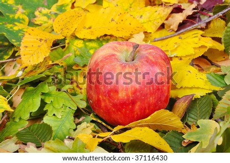 A red apple put on autumn ground with leaves
