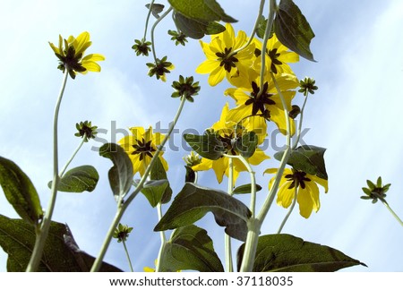 cultivated flowers on blue sky