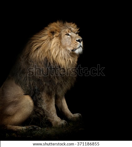 sitting lion on black background