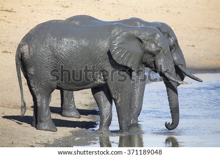Elephant herd playing in muddy water with lots of fun