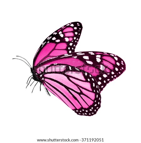 Color butterfly on white background