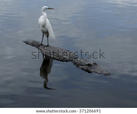 Great Egret on the back of an alligator