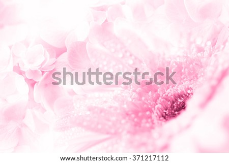 Close up and selective focus of the sweet pink flower with water droplet background, romantic and fresh moment