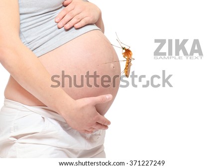 Pregnant belly with big mosquito. Zika infection control concept. Picture with space for your text.