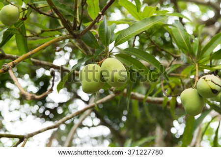 Closeup view of bright view of exotic beautiful tree with big mango green leaves outdoor on natural background with no people, horizontal picture
