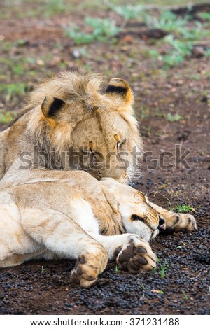 Lion kisses his wife lioness on the ground in Zimbabwe, Africa