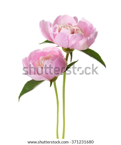 Two light pink peonies  isolated on white background. Royalty-Free Stock Photo #371231680