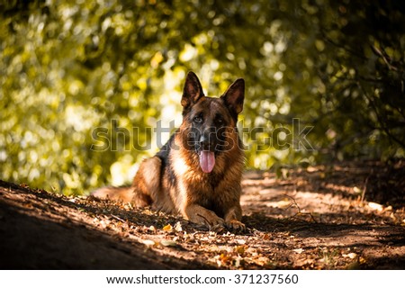 German shepherd Royalty-Free Stock Photo #371237560
