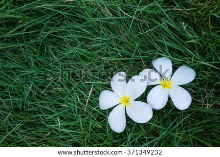 Plumeria on grass