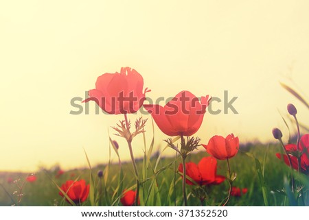 low angle photo of red poppies against sky with light burst. vintage filtered and toned