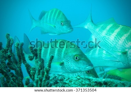 Tropical fish in a coral reef - underwater photography background