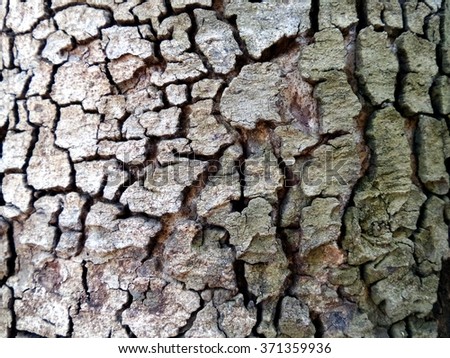 Old wooden tree texture background pattern.