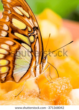 Yellow Butterfly eating
