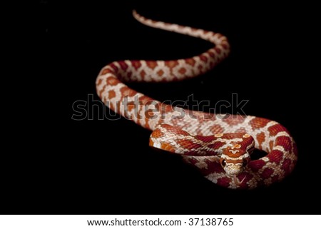 hypomelanistic corn snake (Elaphe guttata guttata) isolated on black background.